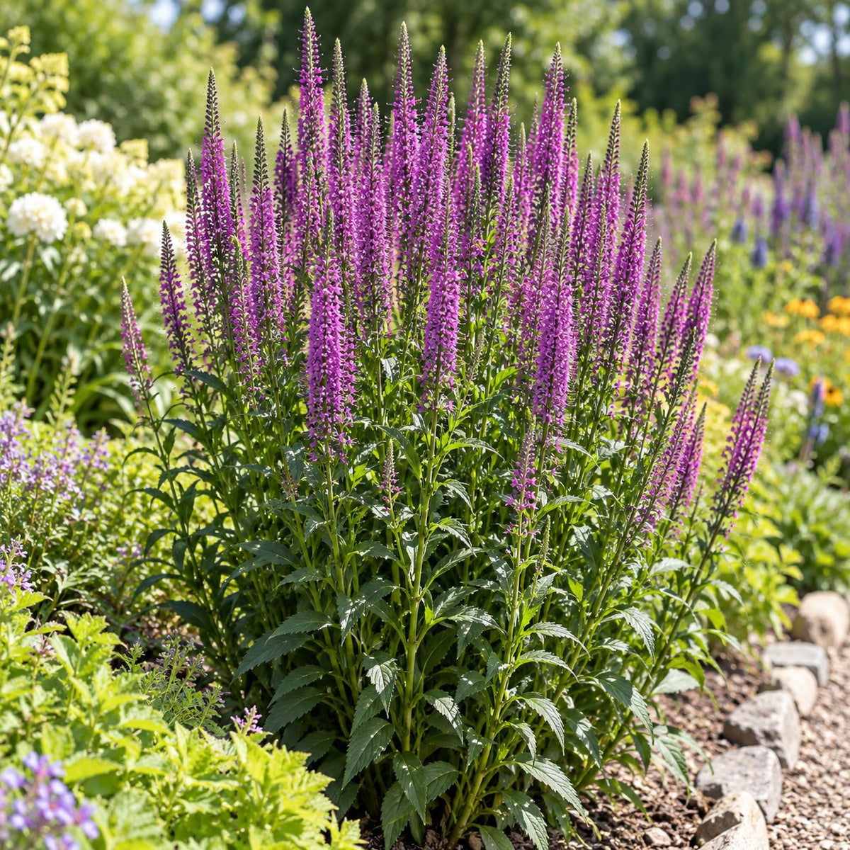 Purple Leia Spike Speedwell