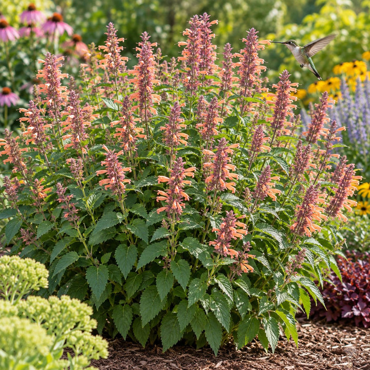 Queen Nectarine hummingbird mint (Agastache) with salmon-peach spikes and a hummingbird