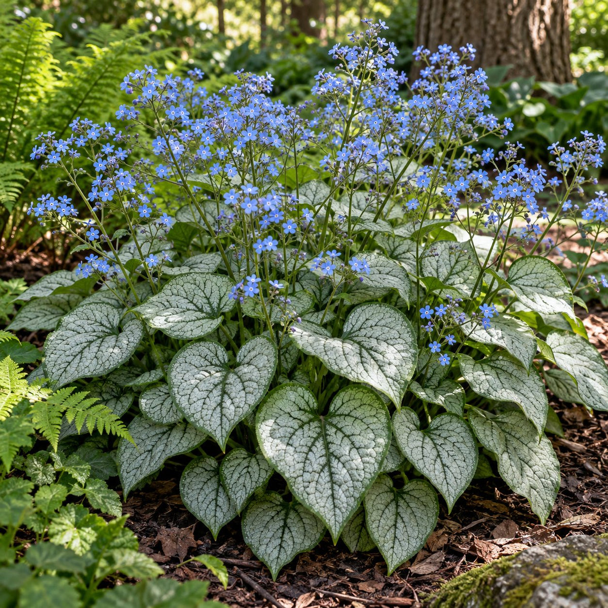 Queen of Hearts Brunnera