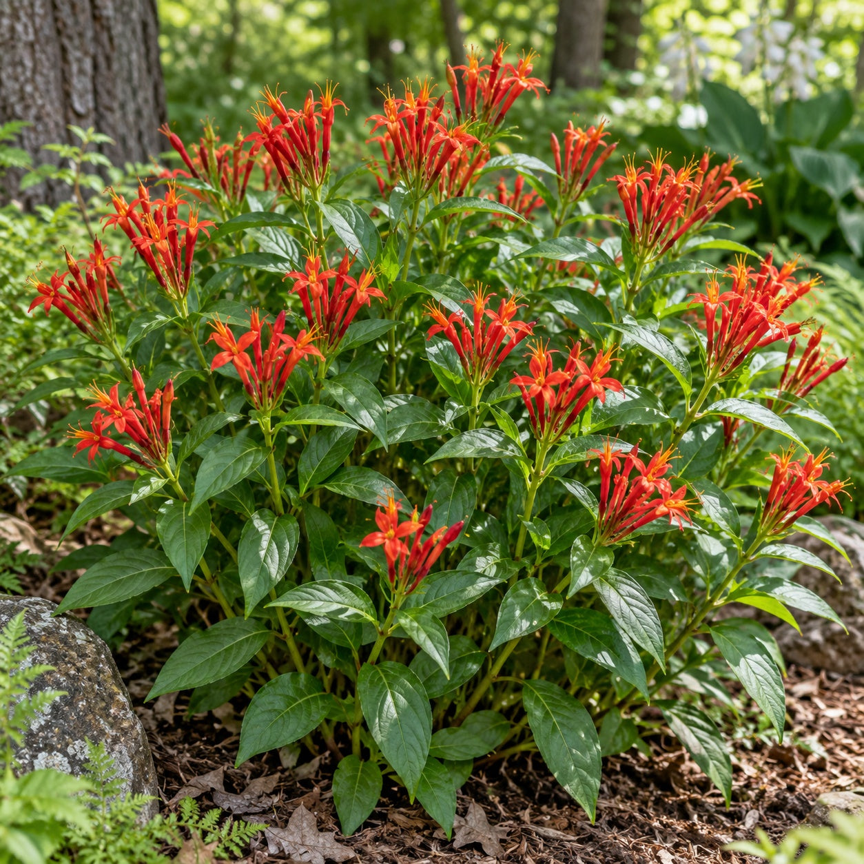 Ragin Cajun Indian Pink growing in a garden