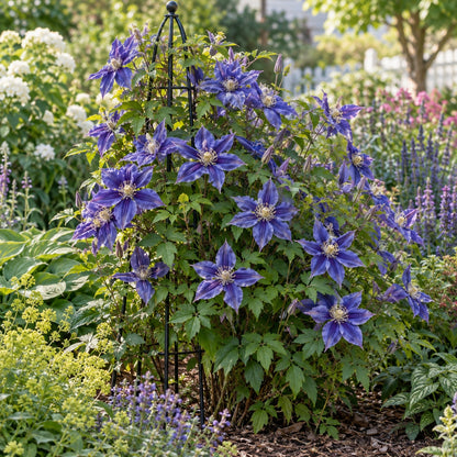 Rain Dance Bush Clematis growing in a garden