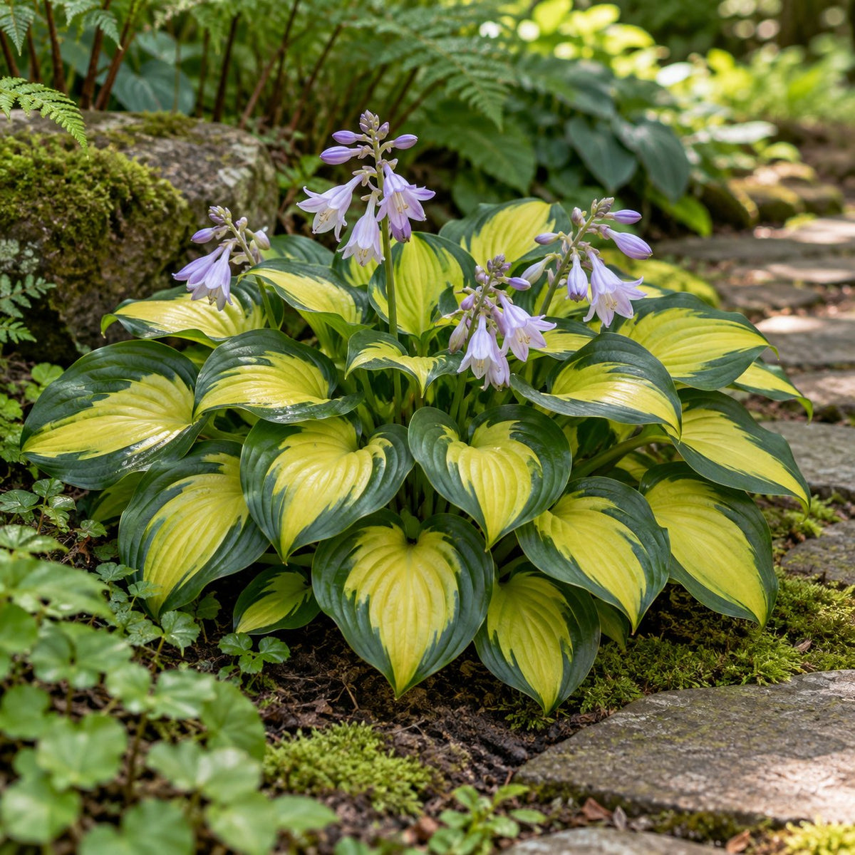 Rainforest Sunrise Hosta
