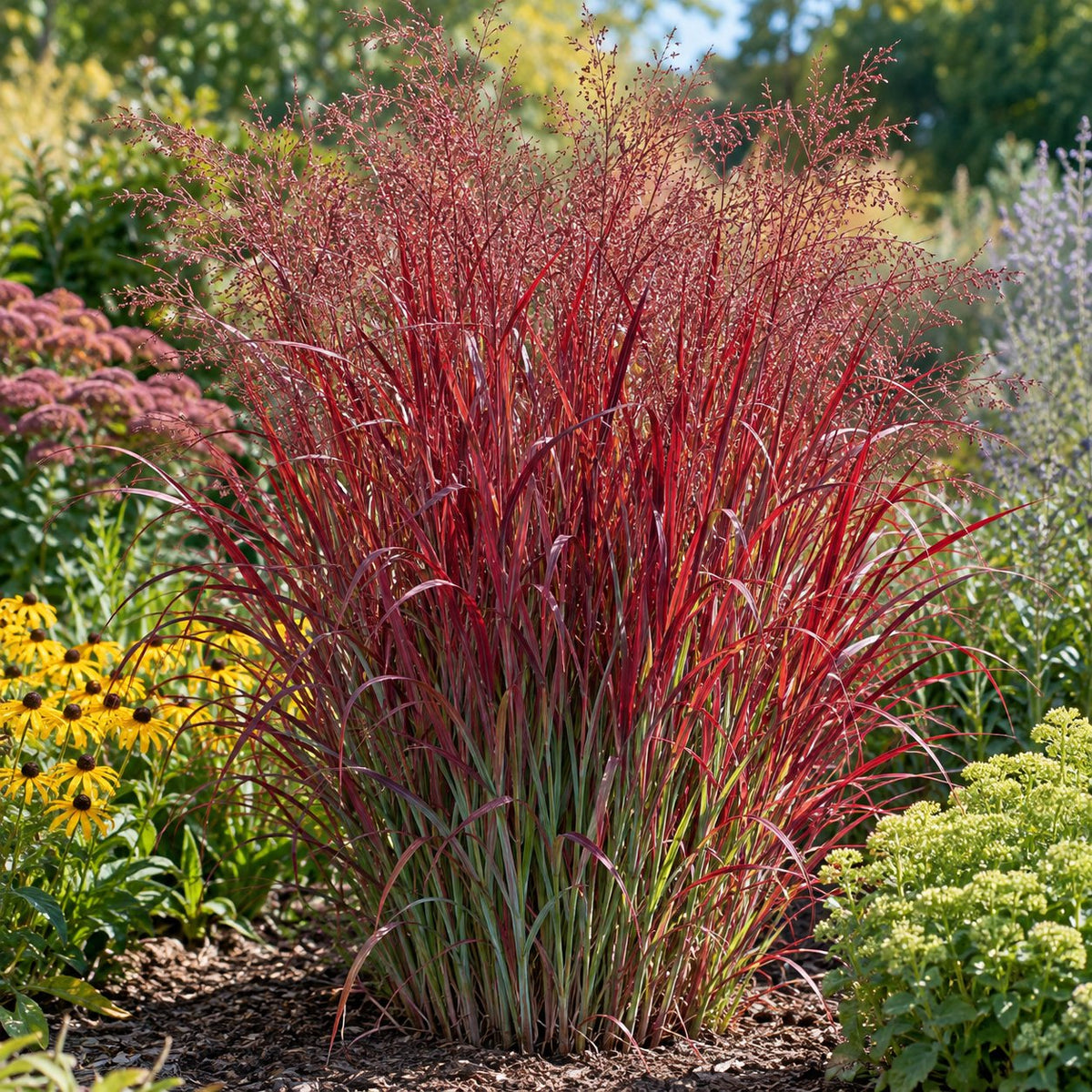 Red Flame Red Switch Grass