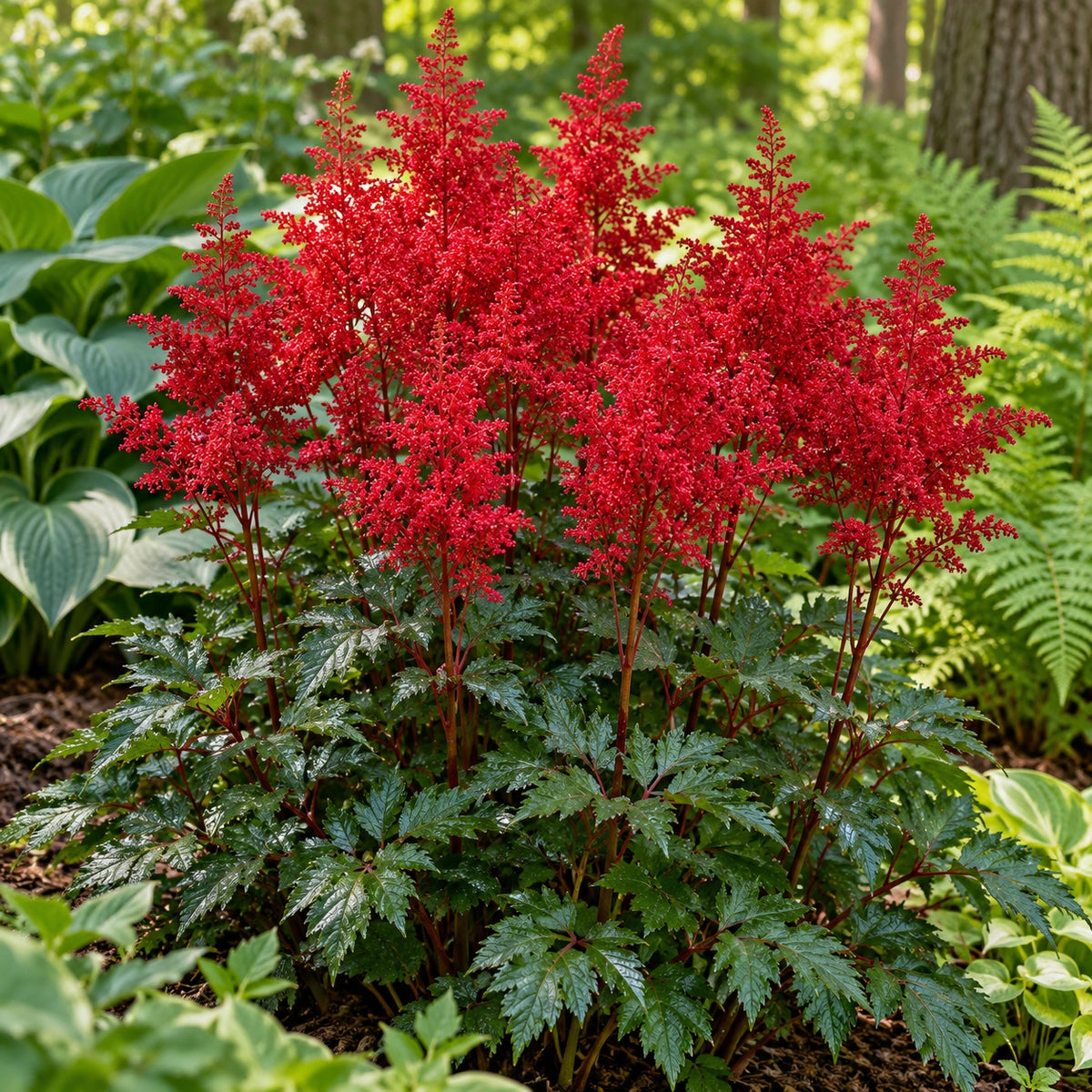 Red Sentinel Astilbe growing in a garden