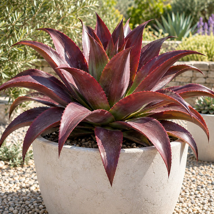 Red Wing mangave with burgundy-red leaves in a white pot