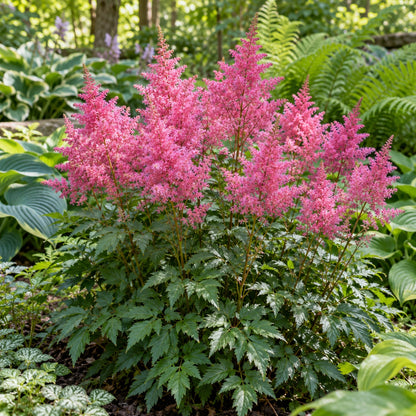 Rheinland Astilbe growing in a garden