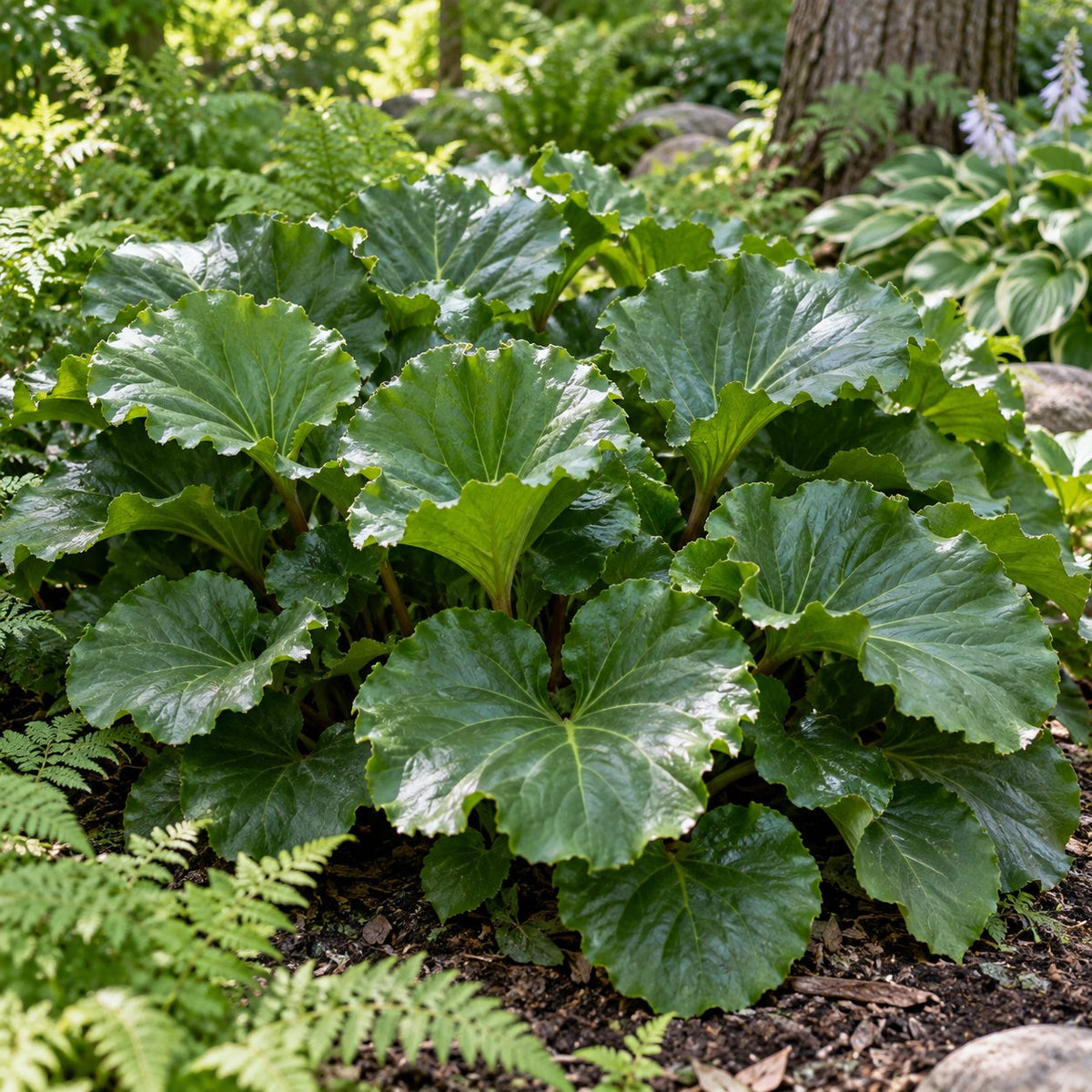 Ripple Effect Bergenia