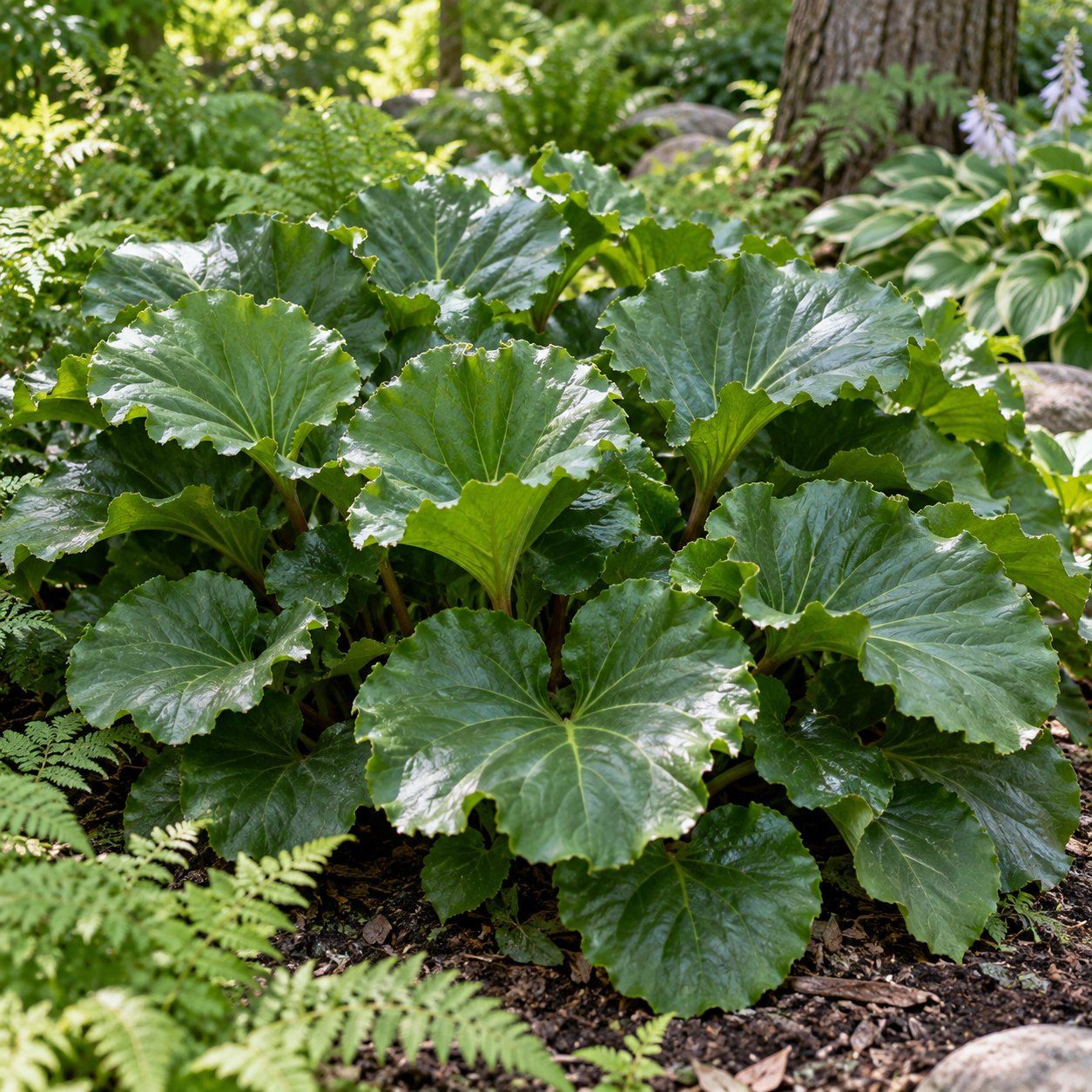 Ripple Effect Bergenia