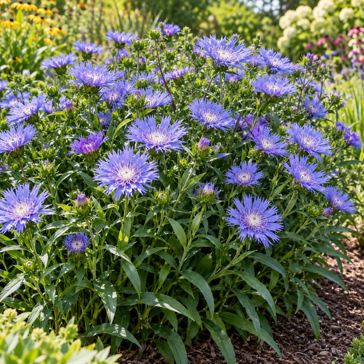 Riptide Stokes' Aster