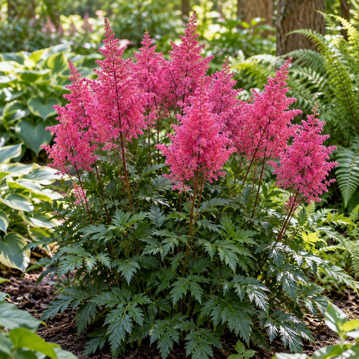 Rise and Shine Astilbe growing in a garden