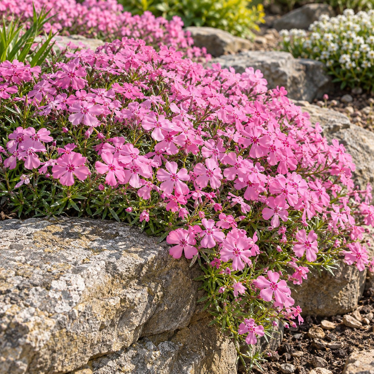 Rose Quartz Creeping Phlox