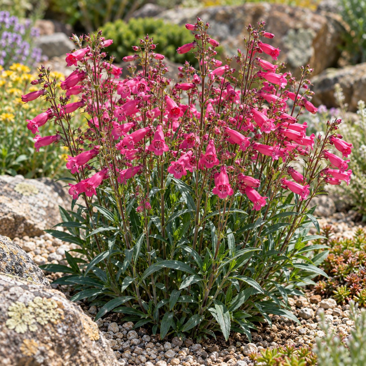 Rose Rhinestones Penstemon