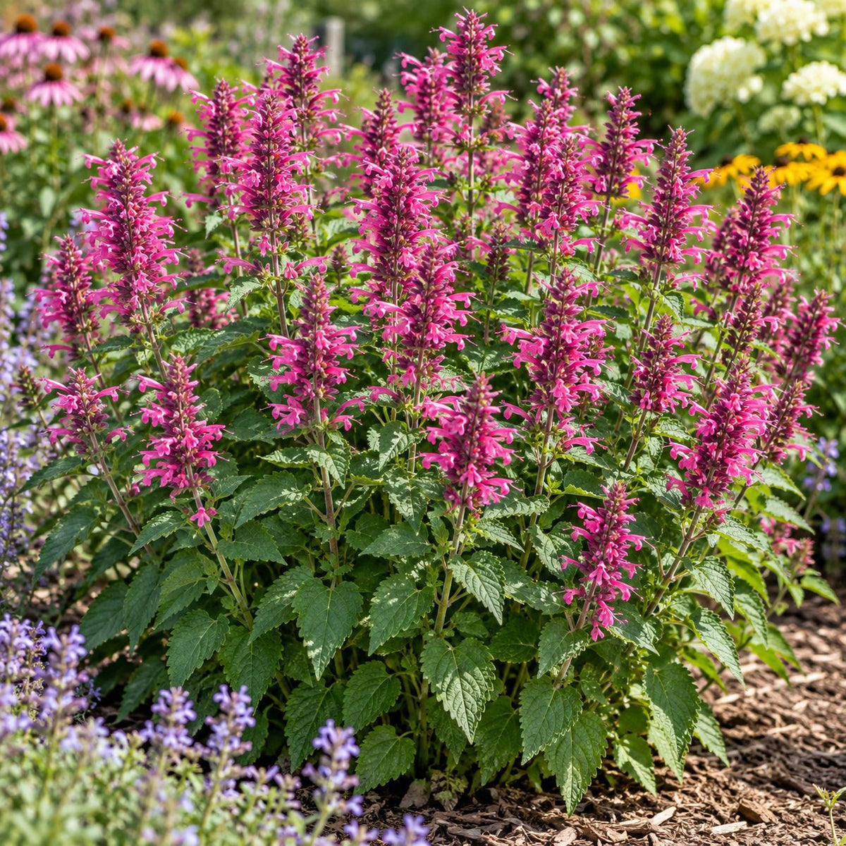 Rosie Posie Hummingbird Mint