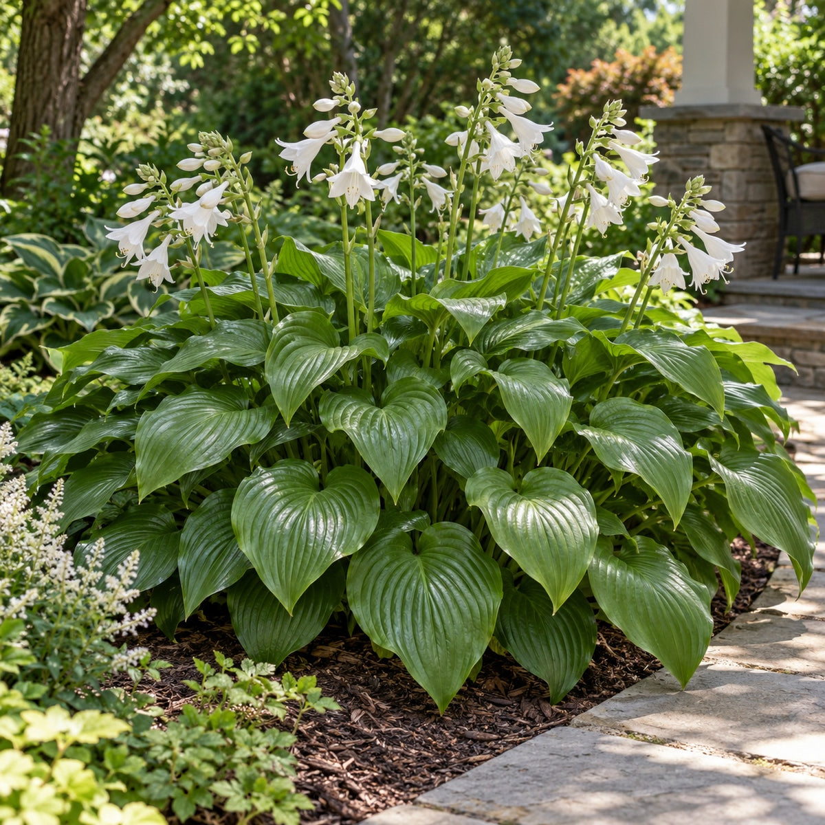 Royal Crest Hosta growing in a garden