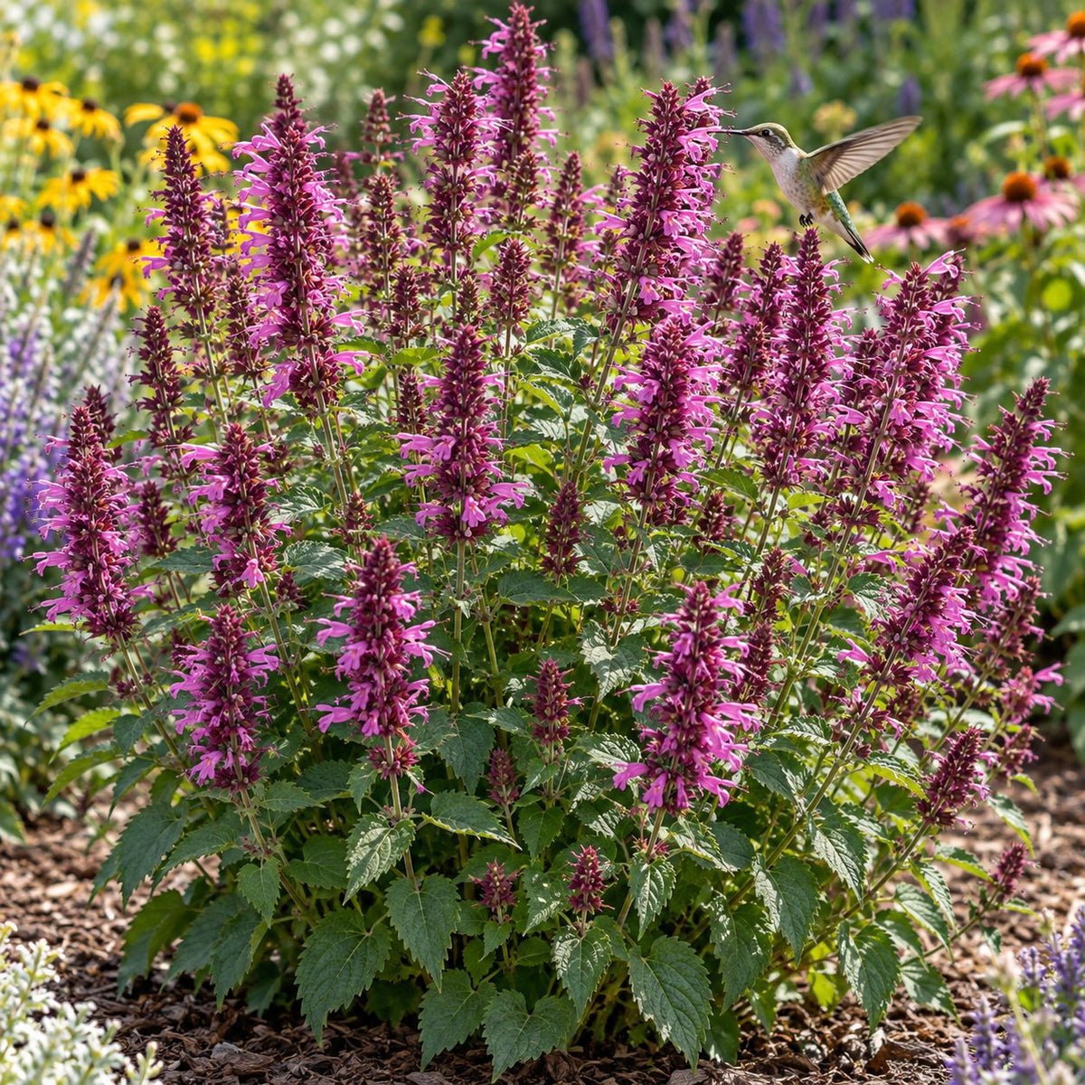 Royal Raspberry Hummingbird Mint