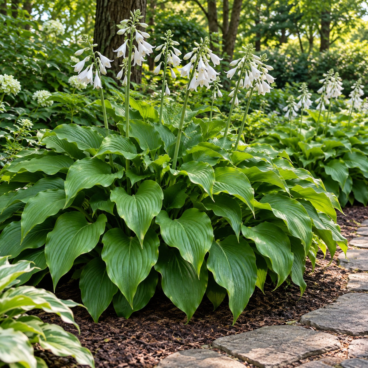 Royal Standard Hosta growing in a garden
