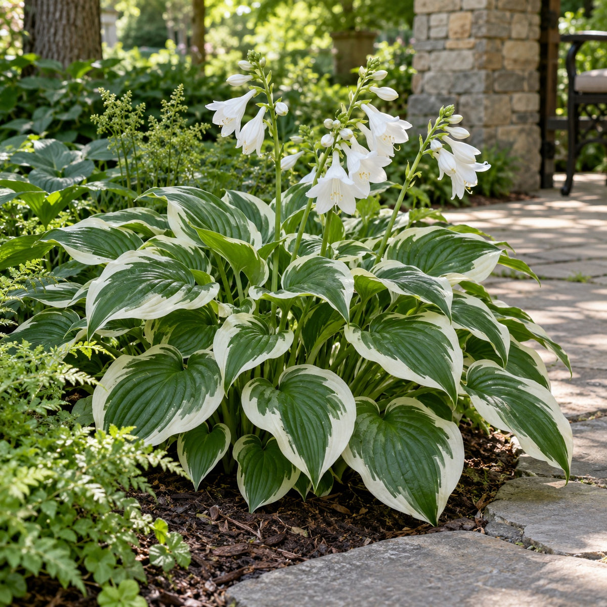 Royal Wedding Hosta growing in a garden