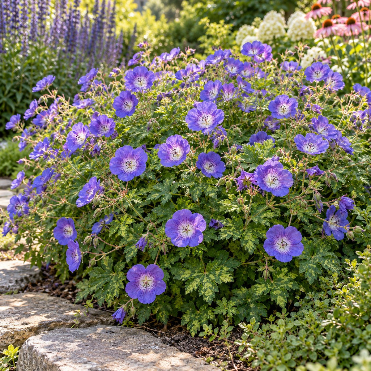 Rozanne Hardy Geranium