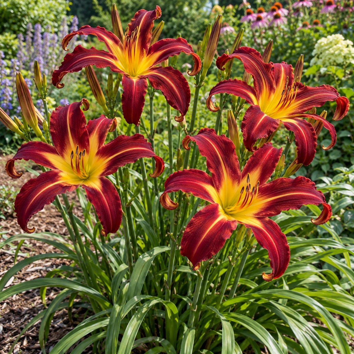 Ruby Spider Daylily growing in a garden