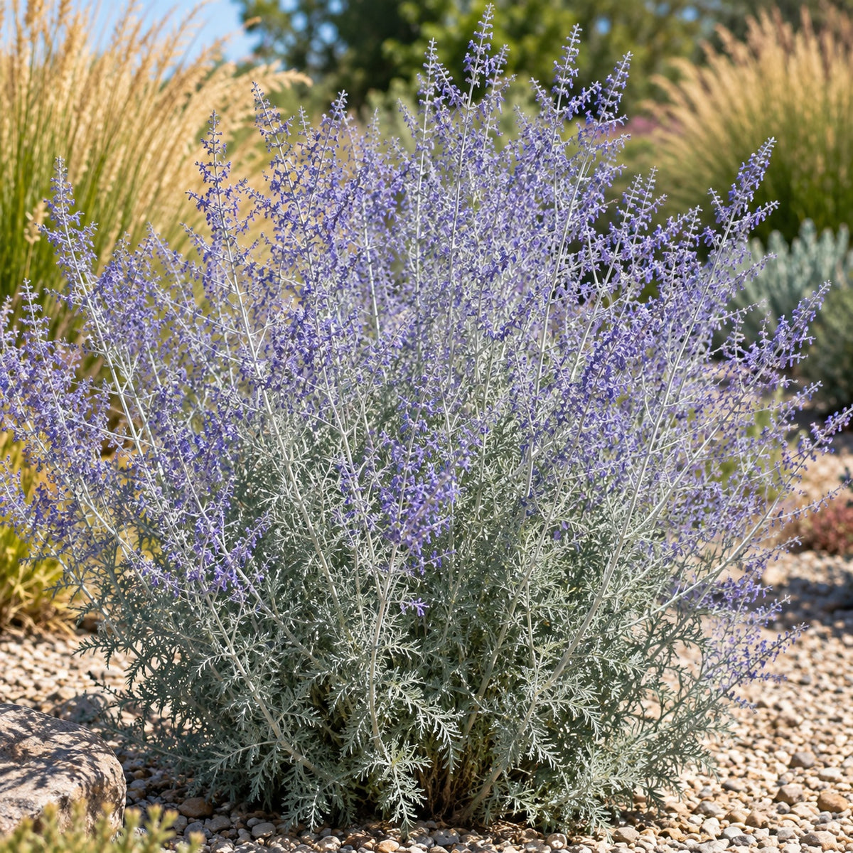 Russian Sage growing in a garden