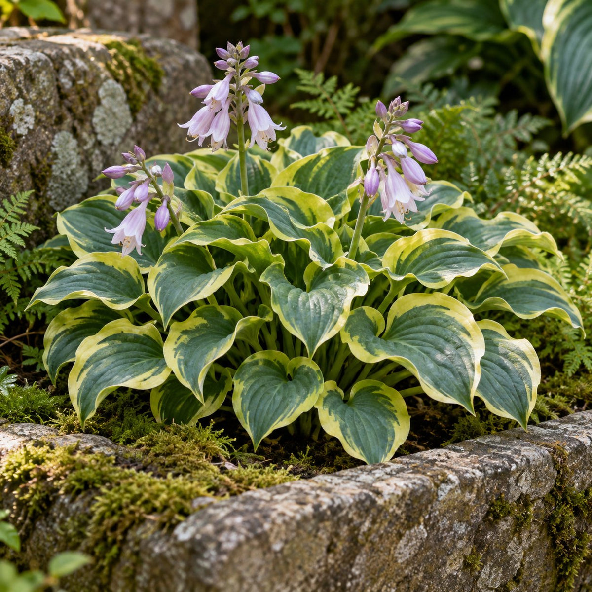 School Mouse Hosta