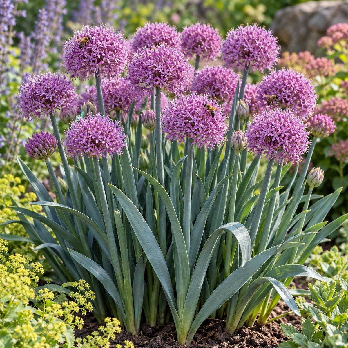 Serendipity Ornamental Onion growing in a garden