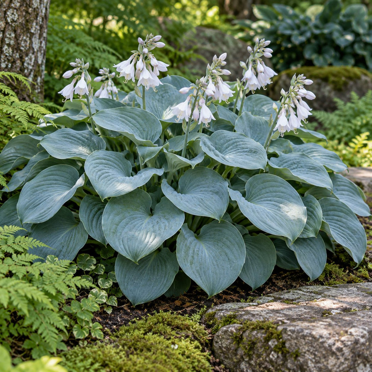Silver Bullet Hosta