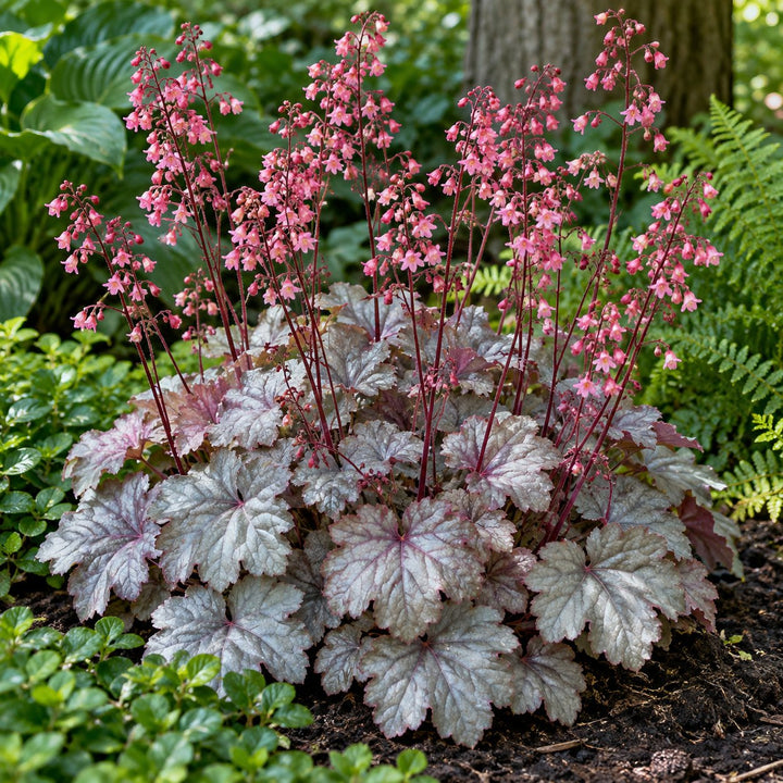 Silver Gumdrop coral bells (Heuchera) with silver foliage and coral-pink flower spikes