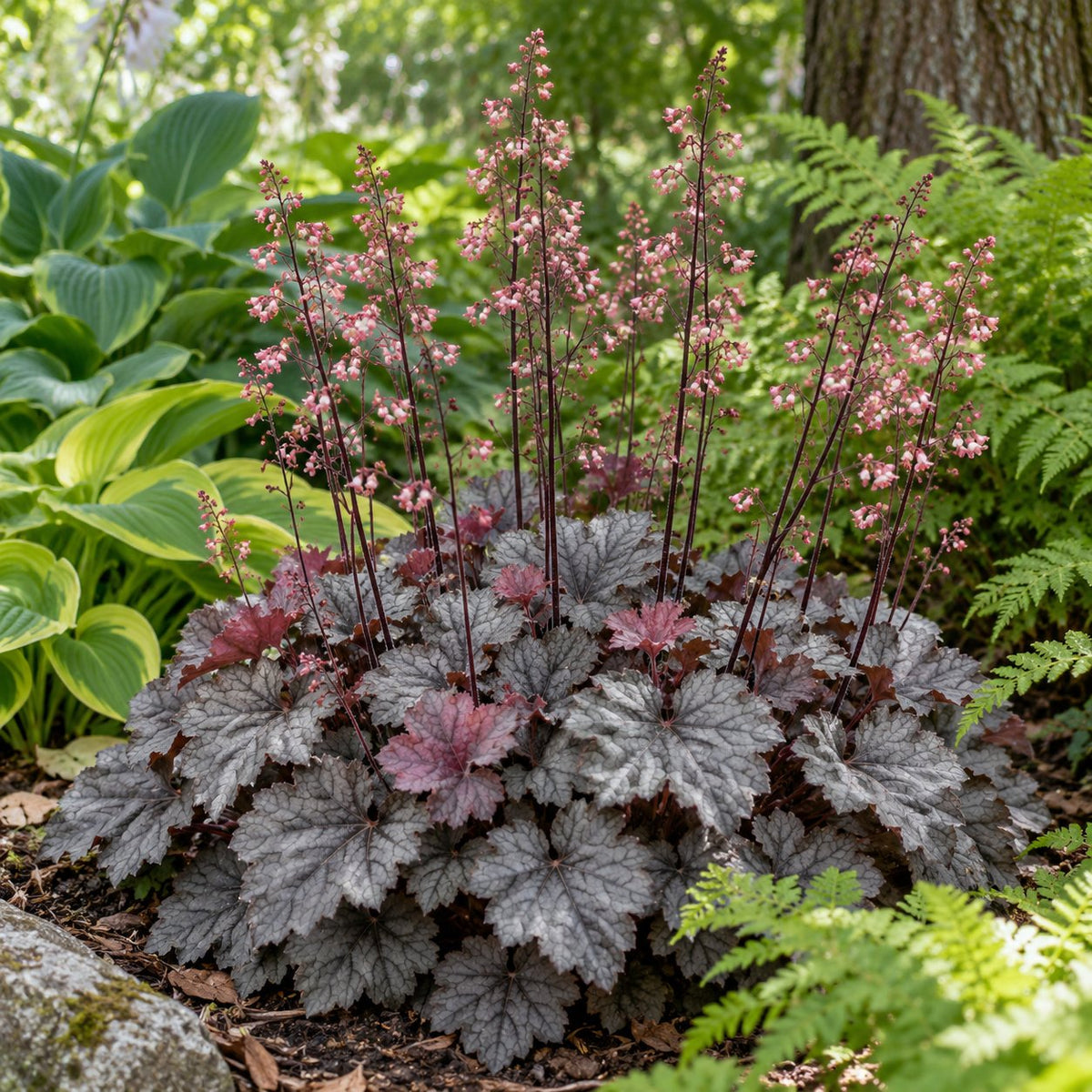 Smoke and Mirrors Coral Bells