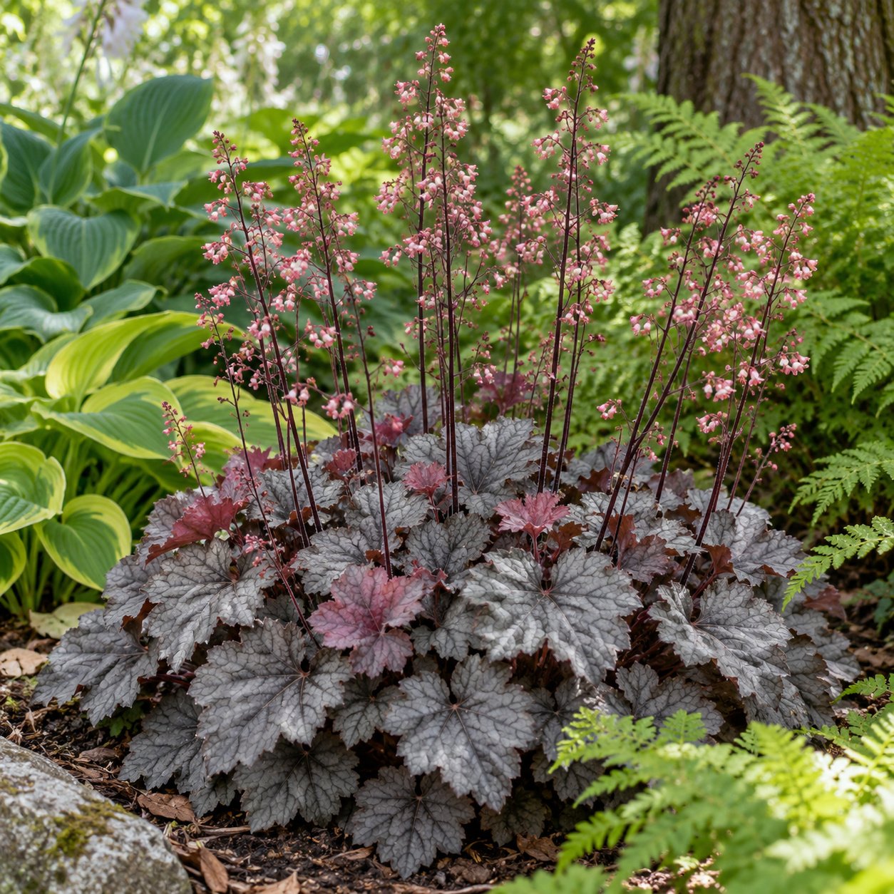 Smoke and Mirrors Coral Bells