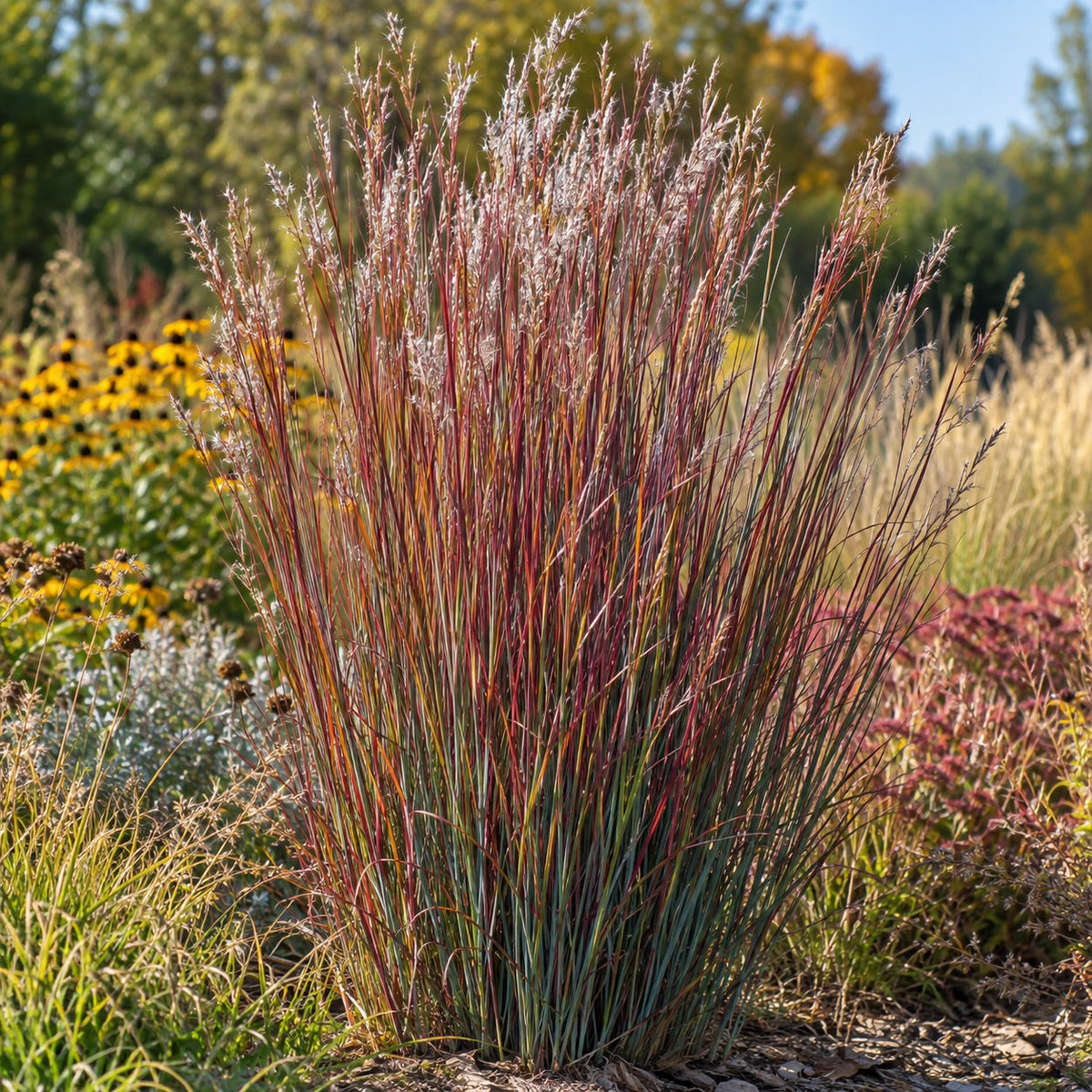 Smoke Signal Little Bluestem