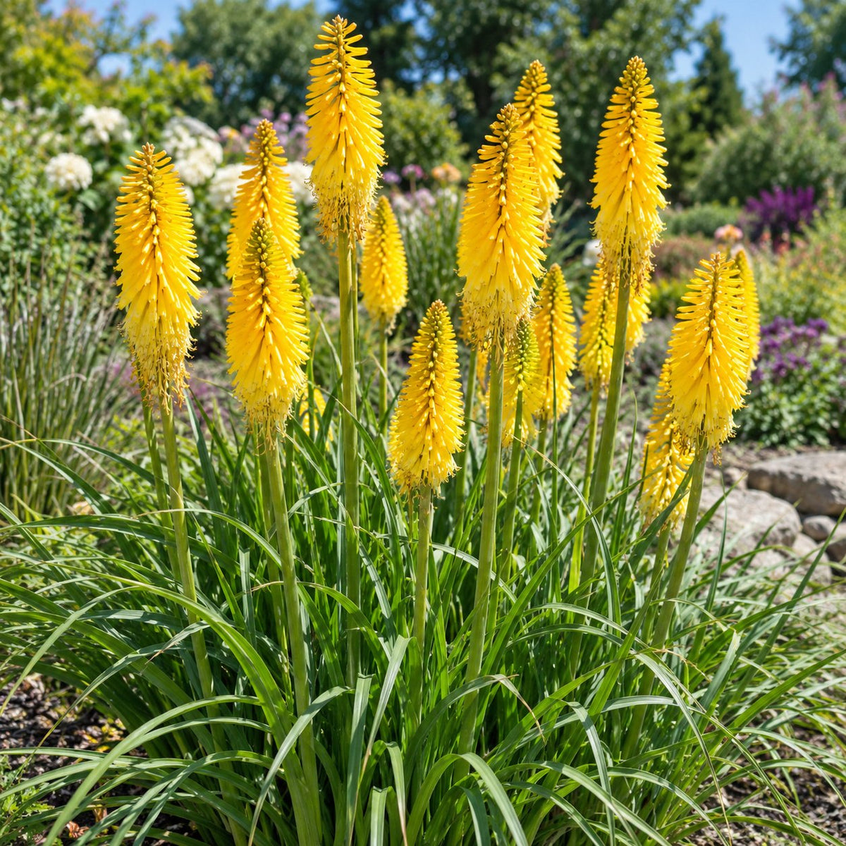 Solar Flare Red Hot Poker