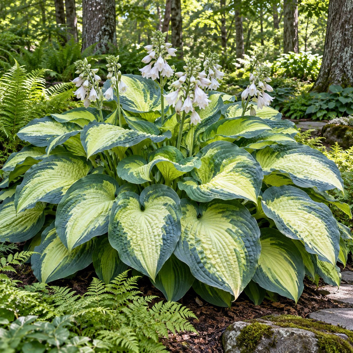 Sound of Music Hosta