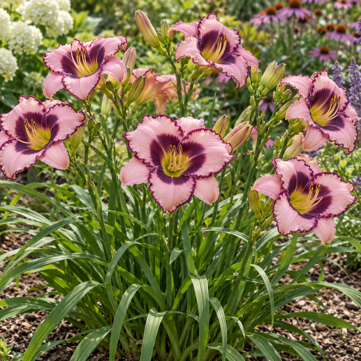 Sound of My Heart Daylily growing in a garden