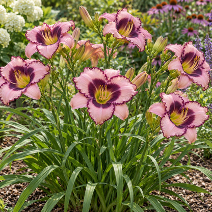 Sound of My Heart Daylily growing in a garden