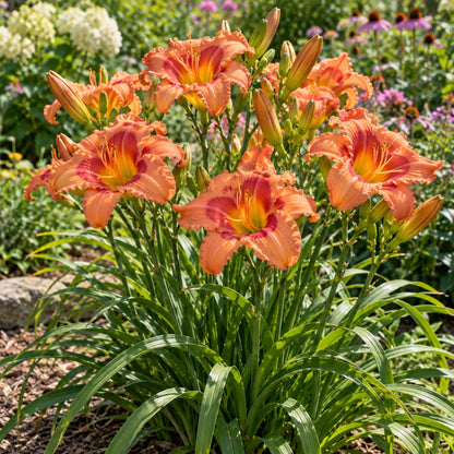 South Seas Daylily growing in a garden