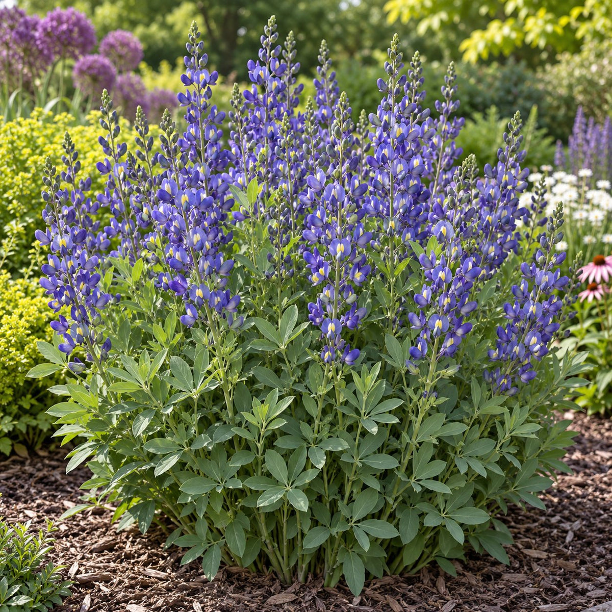 Sparkling Sapphires False Indigo