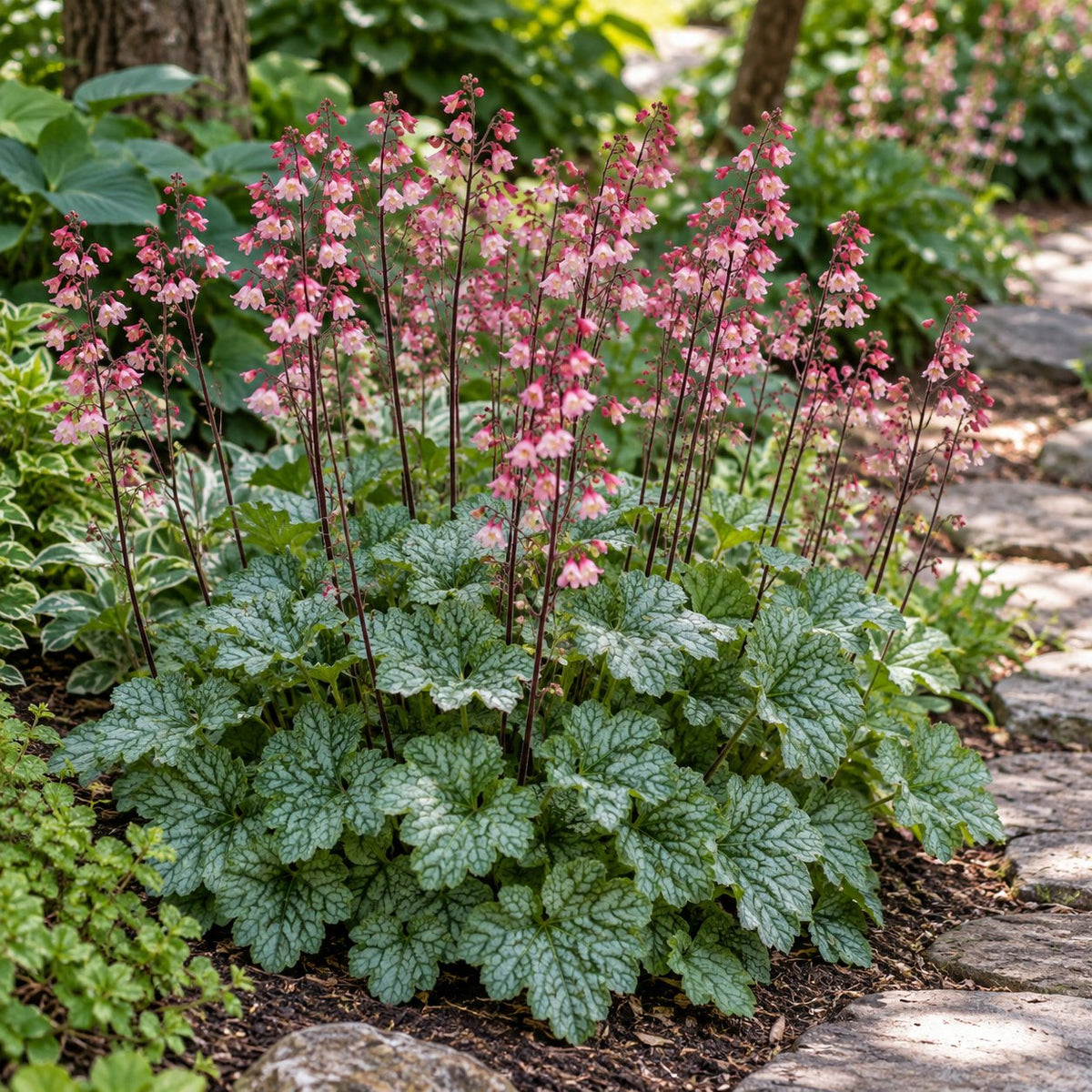 Spearmint Coral Bells