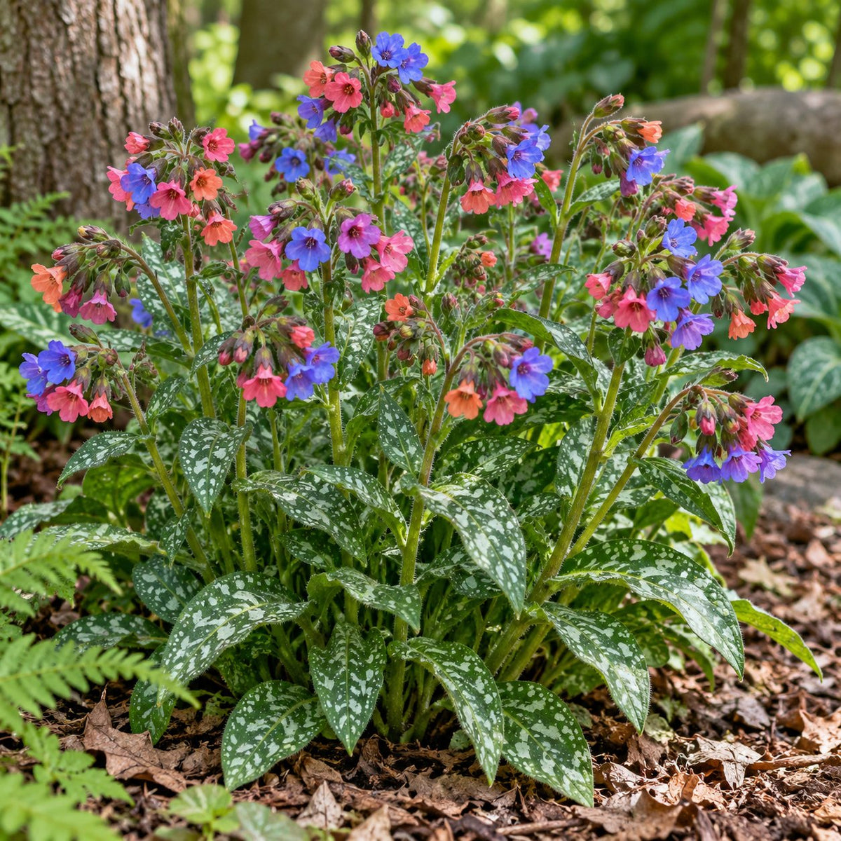 Spot On Lungwort