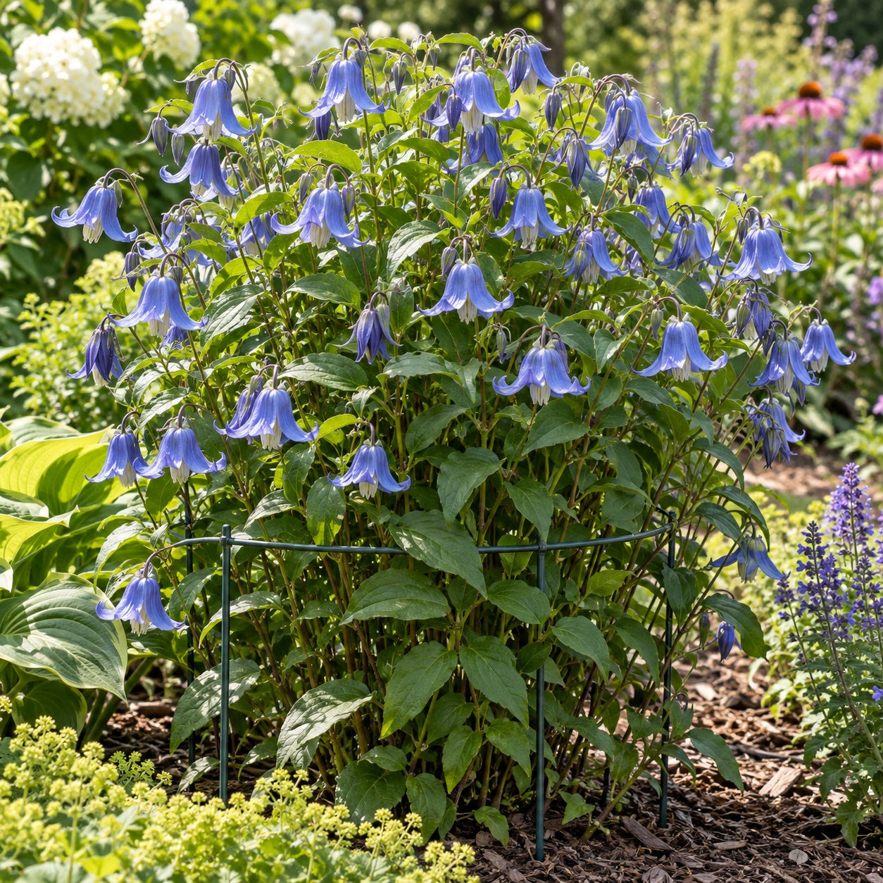 Stand by Me Bush Clematis growing in a garden