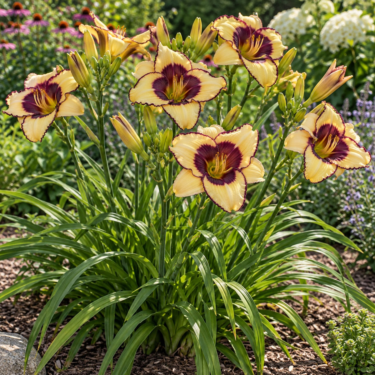 Star of the North Daylily growing in a garden