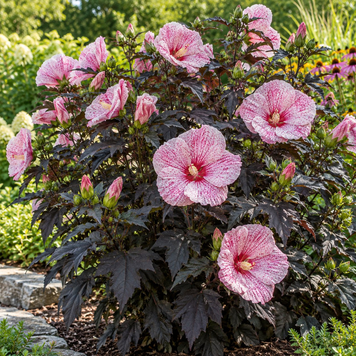 Starry Starry Night Hardy Hibiscus