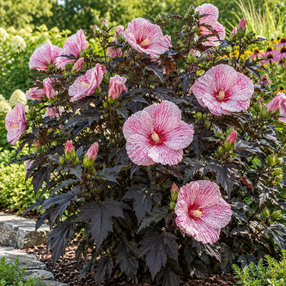Starry Starry Night Hardy Hibiscus