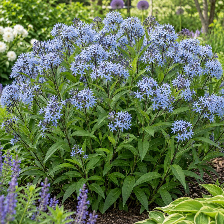 Starstruck blue star (Amsonia) with clusters of pale blue star-shaped flowers in a garden bed
