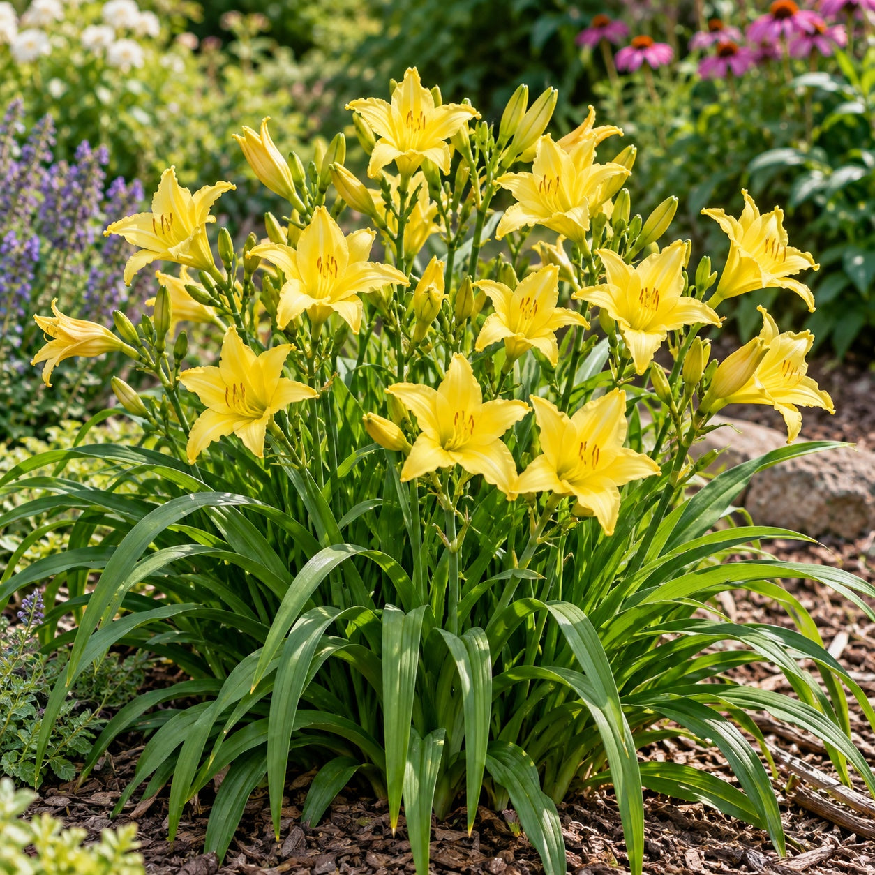 Stella Supreme Daylily growing in a garden
