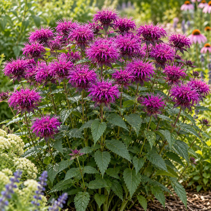 Sugar Buzz Grape Gumball bee balm (Monarda) with grape-purple flower heads