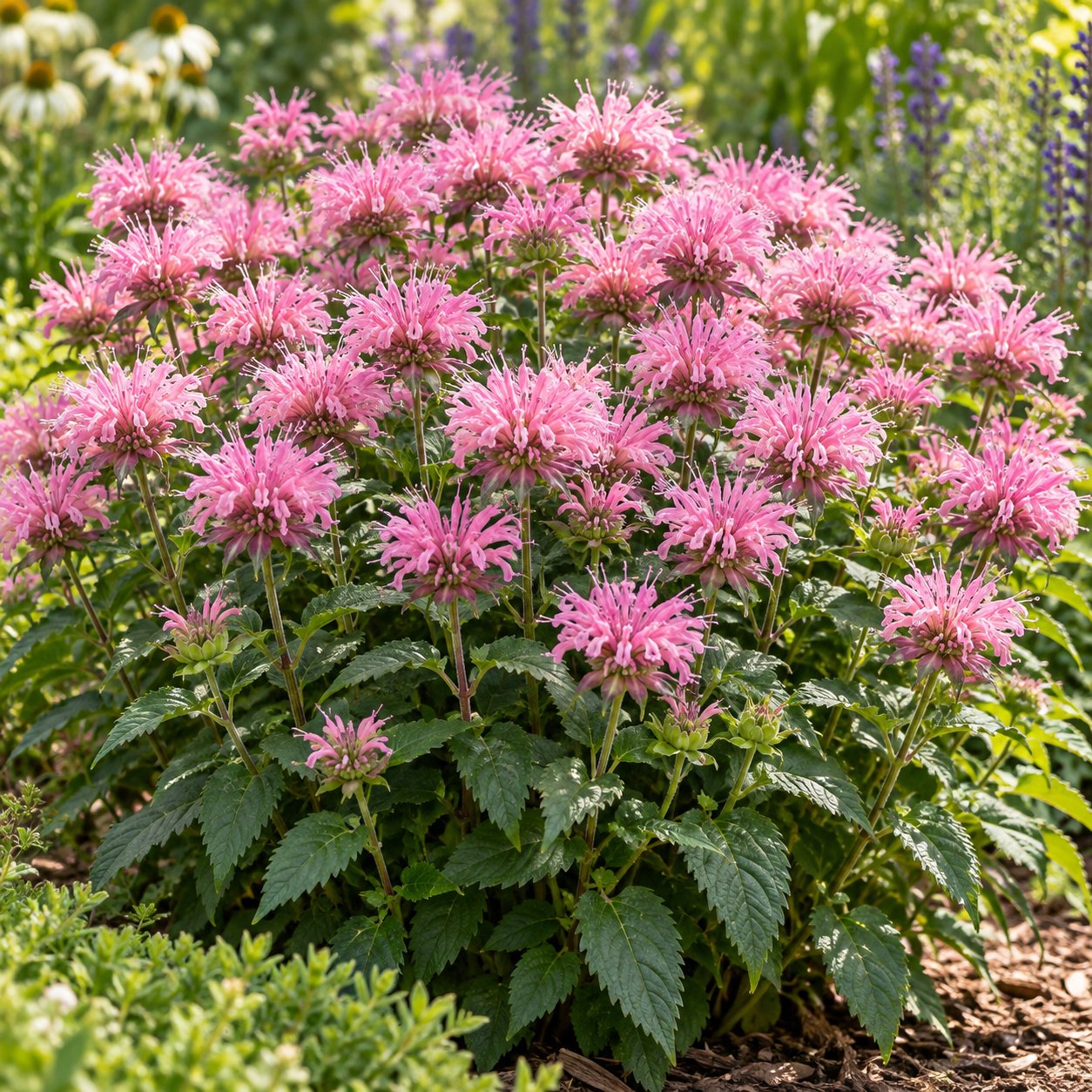 Sugar Buzz® Pink Frosting Bee Balm