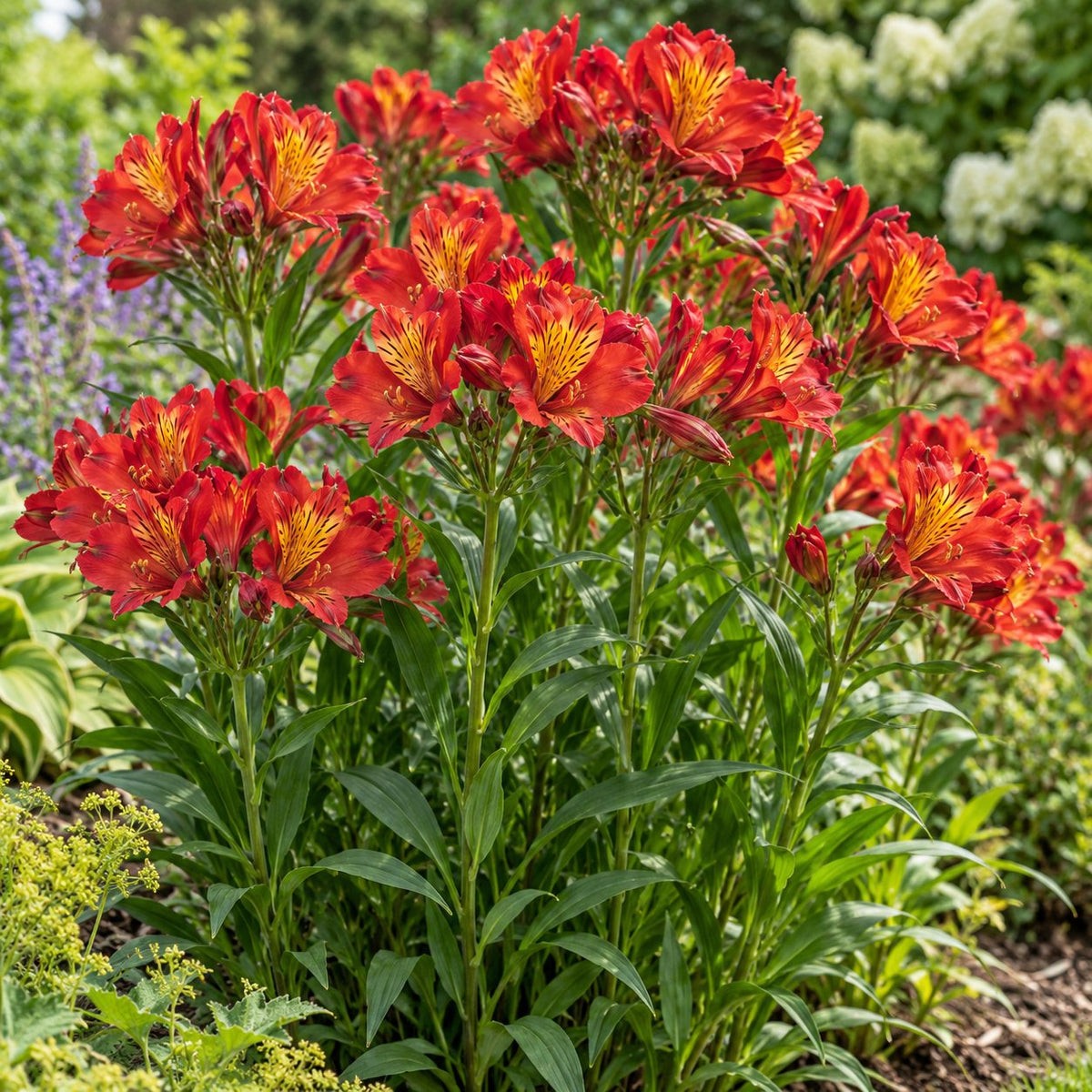 Summer Heat Peruvian Lily