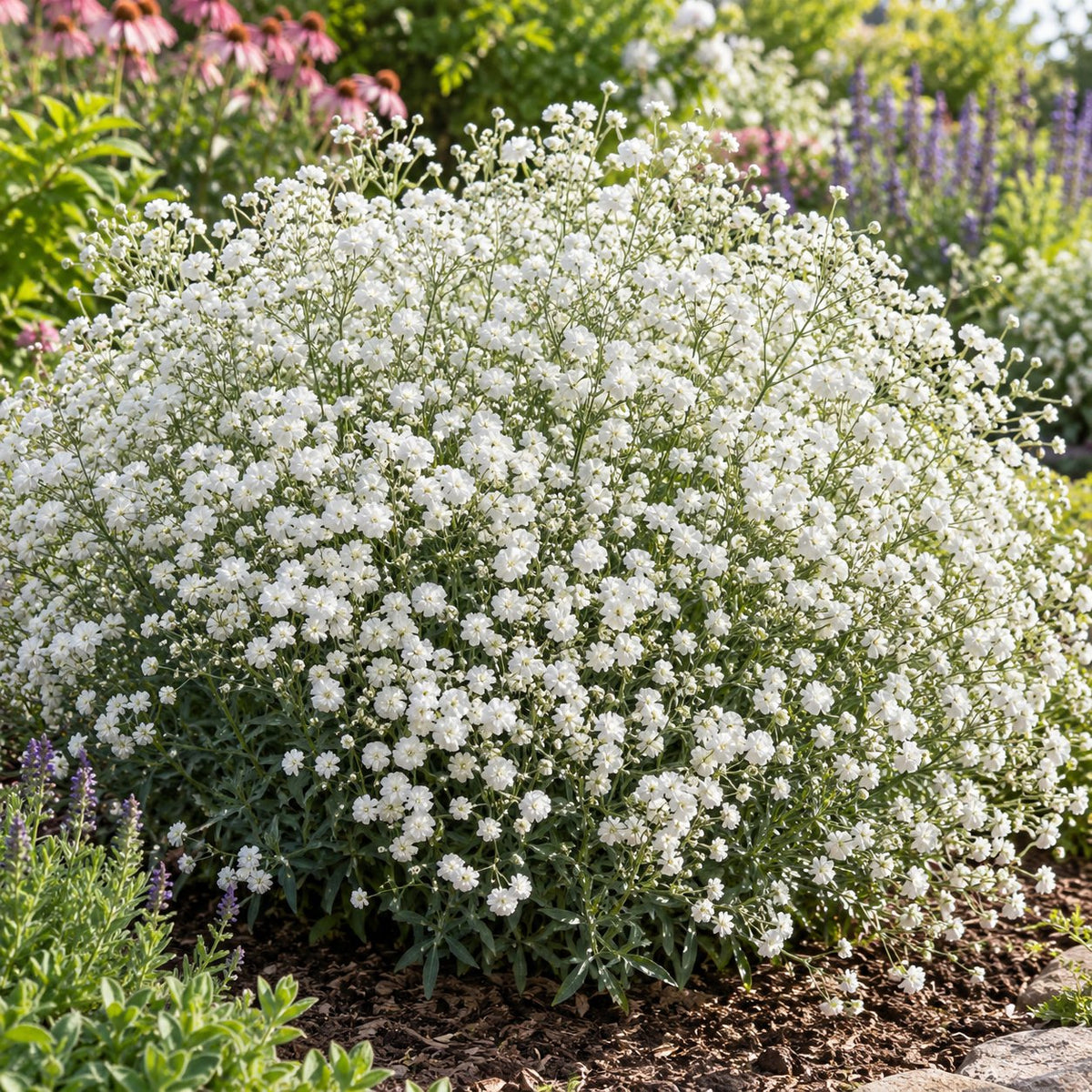 Summer Sparkles® Baby's Breath