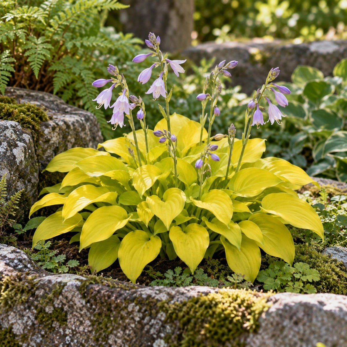 Sun Mouse Hosta